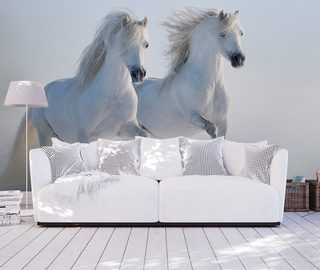 witte paarden dieren fotobehang fotobehang demural